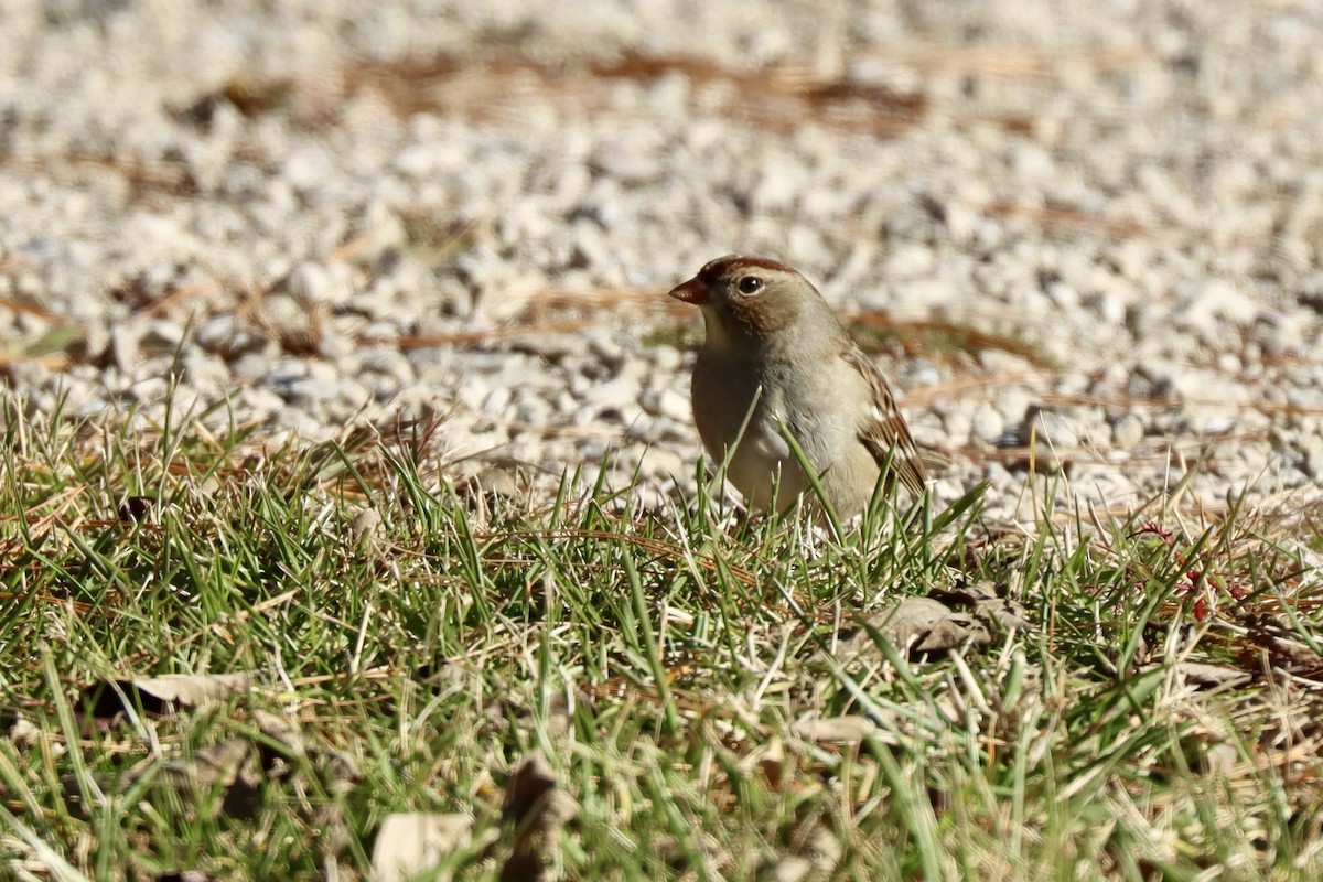 Бруант білобровий - ML645404533