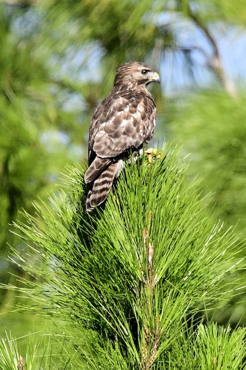 Red-shouldered Hawk - ML645404534