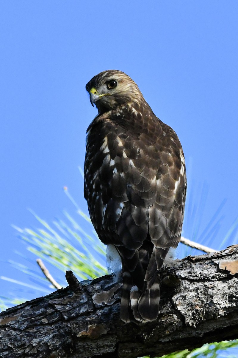 Red-shouldered Hawk - ML645404535