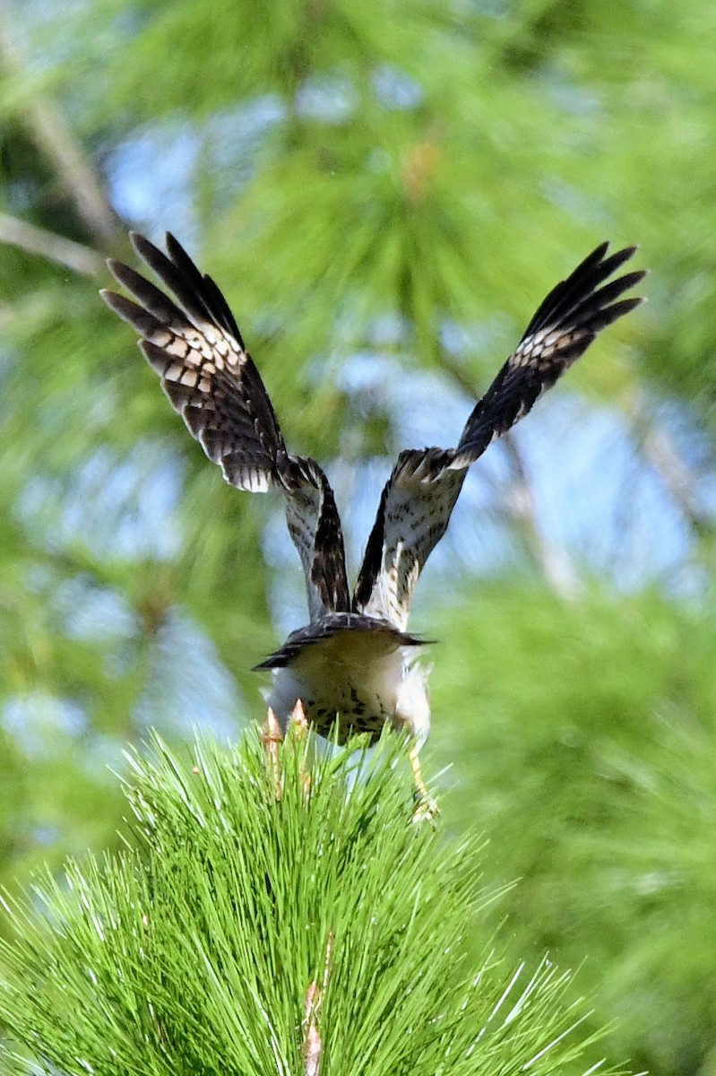 Red-shouldered Hawk - ML645404536