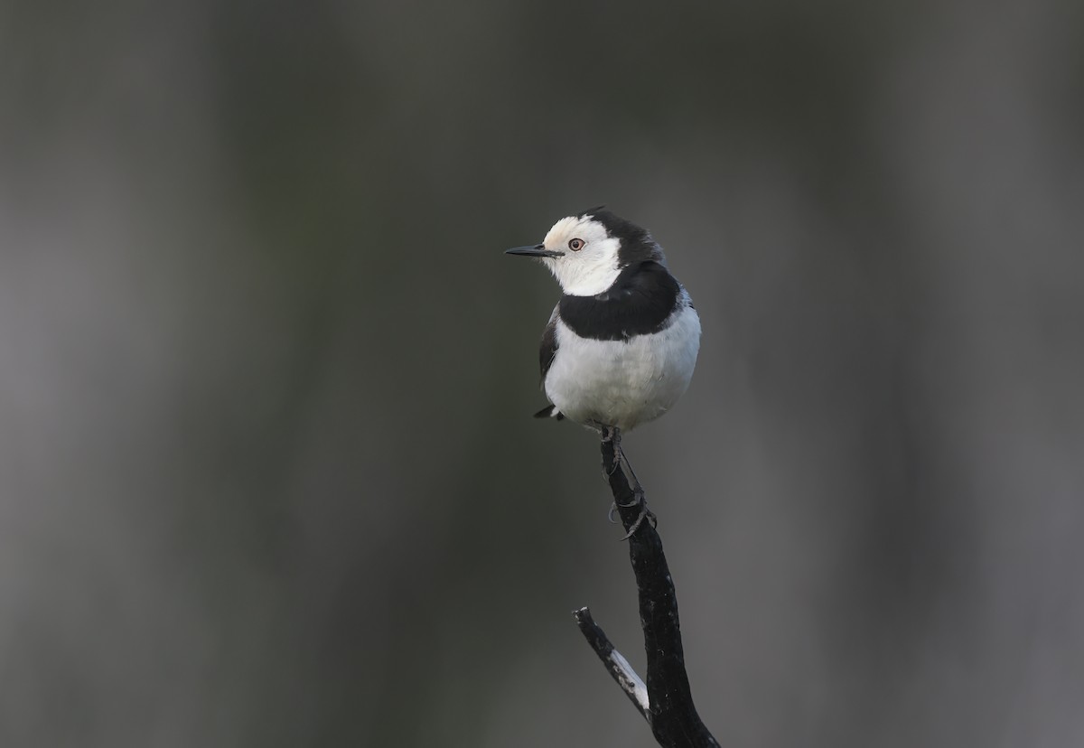 Eptianuro Pío - ML645404540