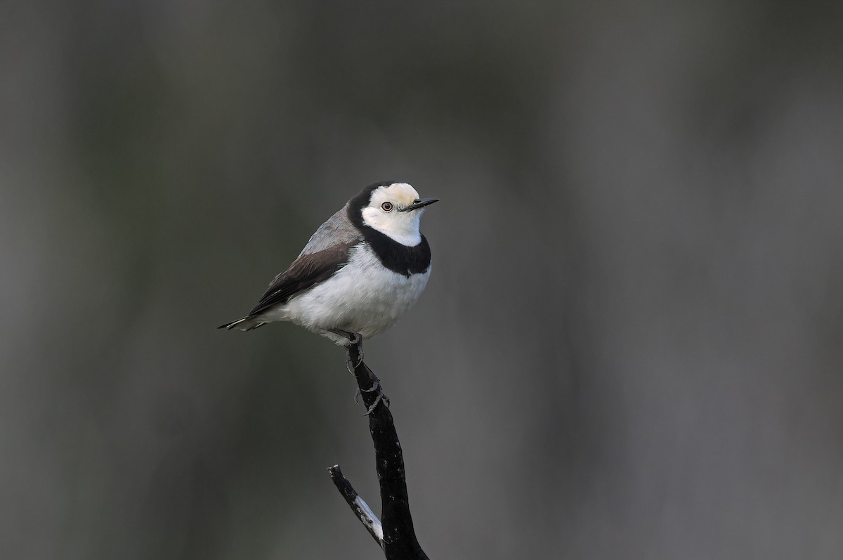 Eptianuro Pío - ML645404541