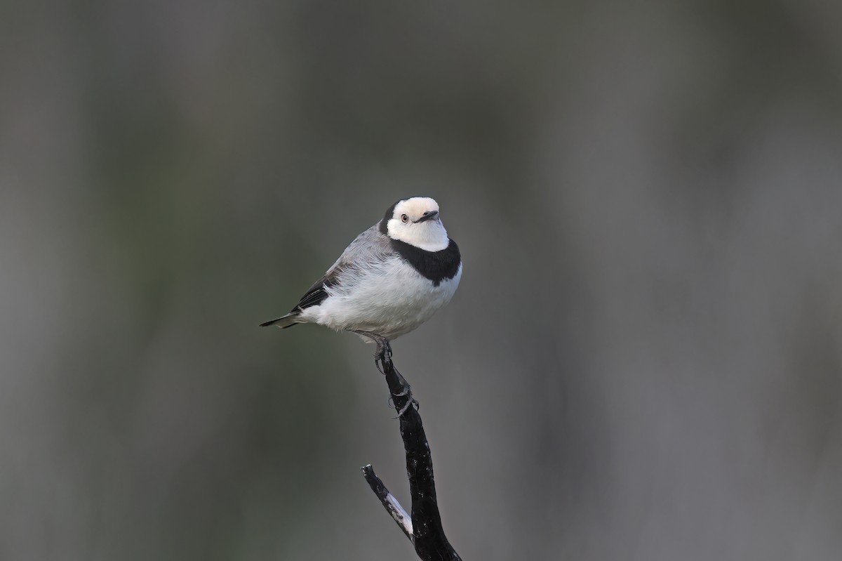 Eptianuro Pío - ML645404542