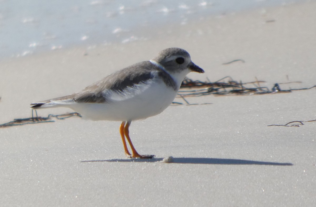 Piping Plover - ML645404547