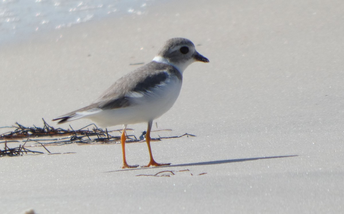 Piping Plover - ML645404548