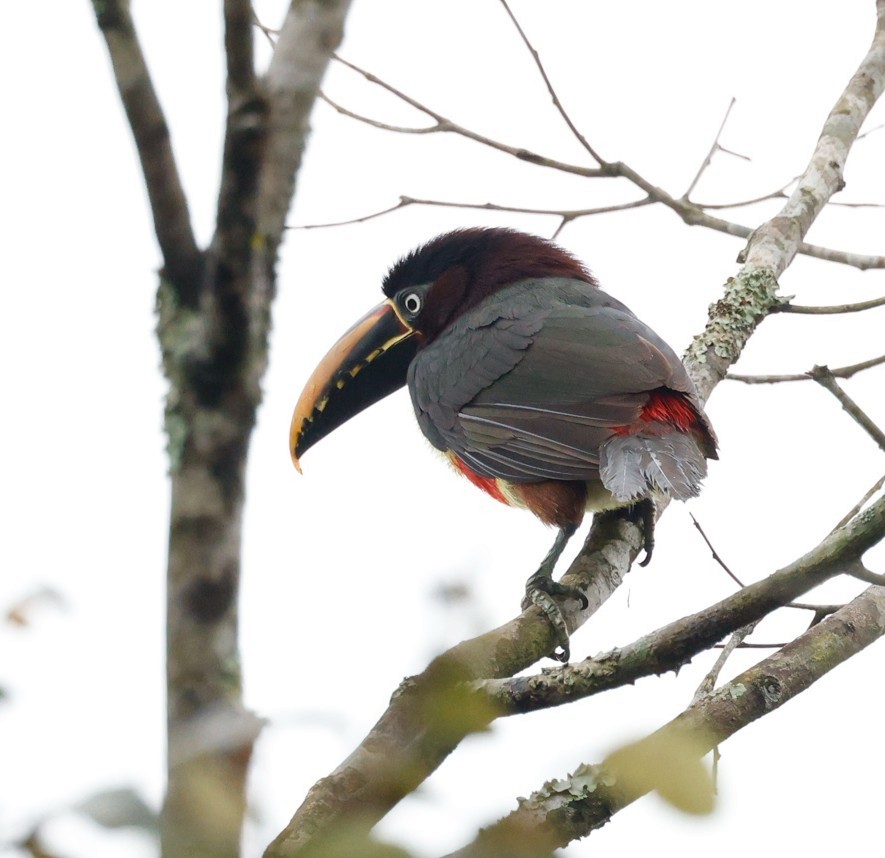 Chestnut-eared Aracari - ML645404550