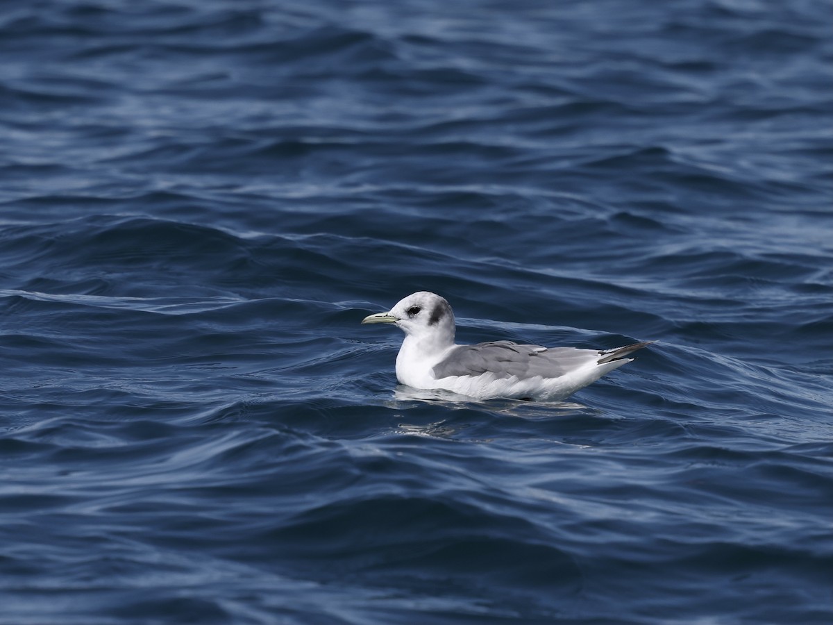 krykkje - ML645404551