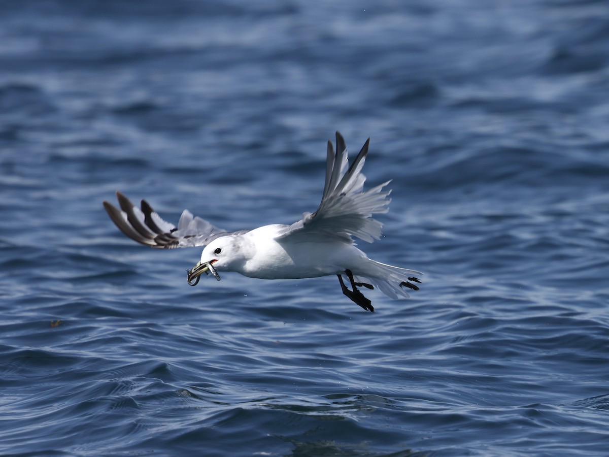 krykkje - ML645404552