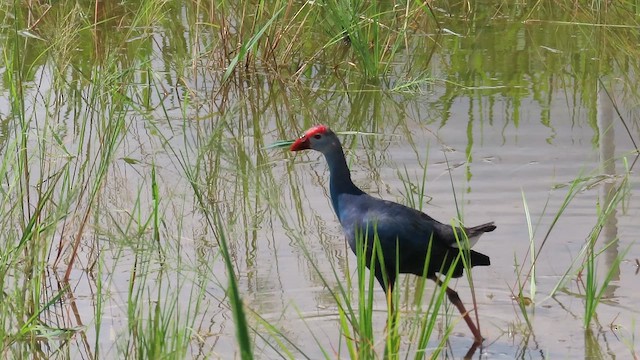 Gray-headed Swamphen - ML645404554