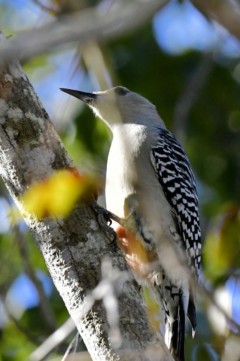 Red-bellied Woodpecker - ML645404557