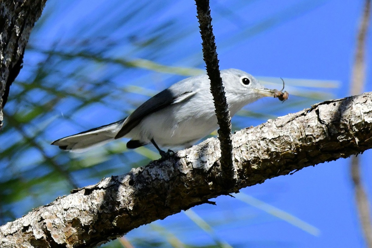 Blue-gray Gnatcatcher - ML645404583