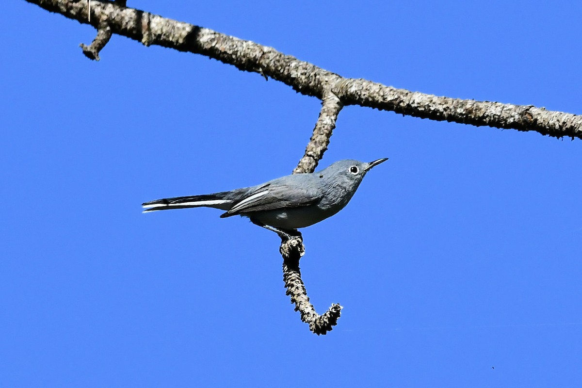 Blue-gray Gnatcatcher - ML645404584