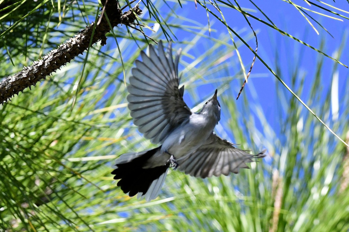 Blue-gray Gnatcatcher - ML645404585