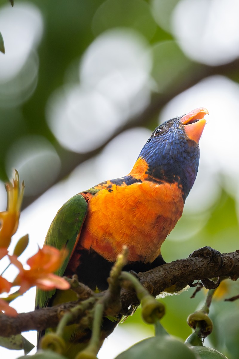 Red-collared Lorikeet - ML645404586