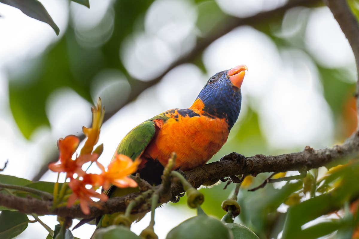 Red-collared Lorikeet - ML645404587
