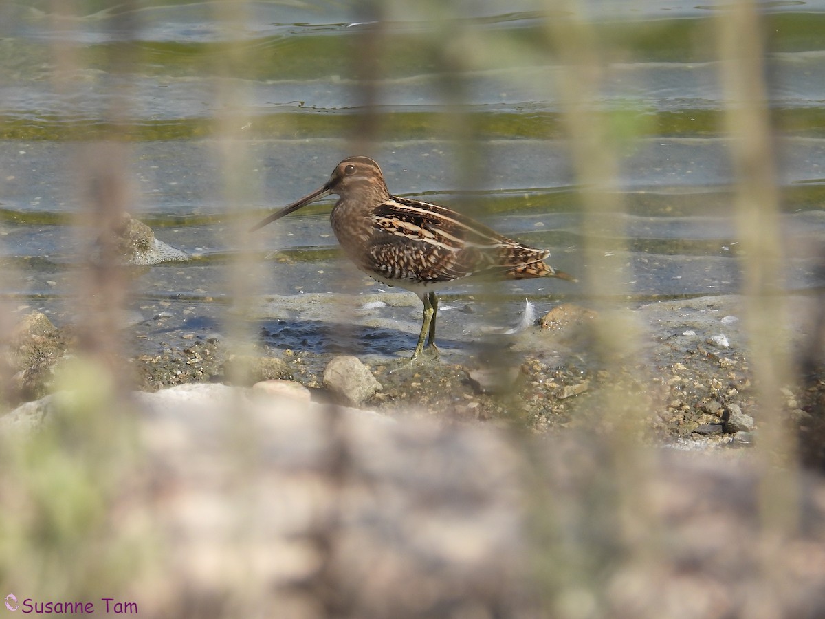 חרטומית ביצות - ML645404598