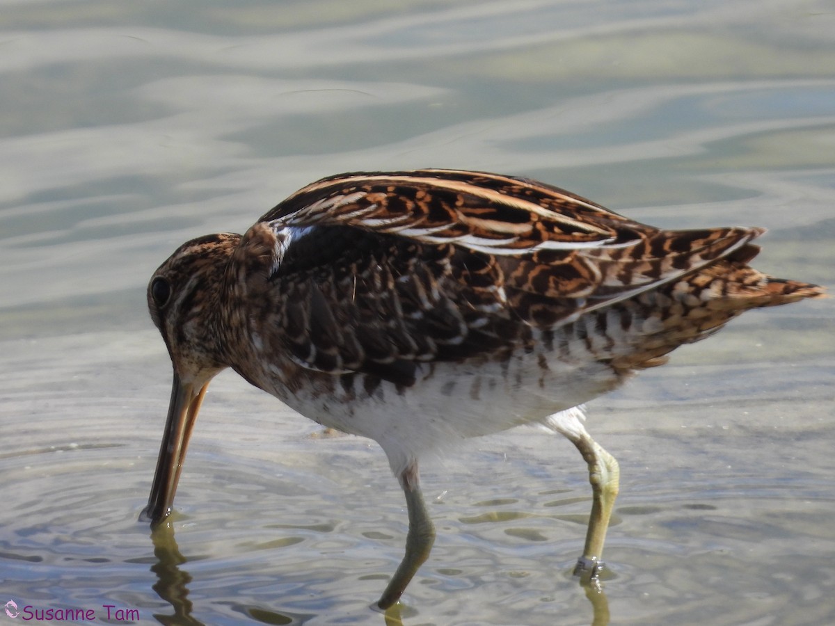 חרטומית ביצות - ML645404599