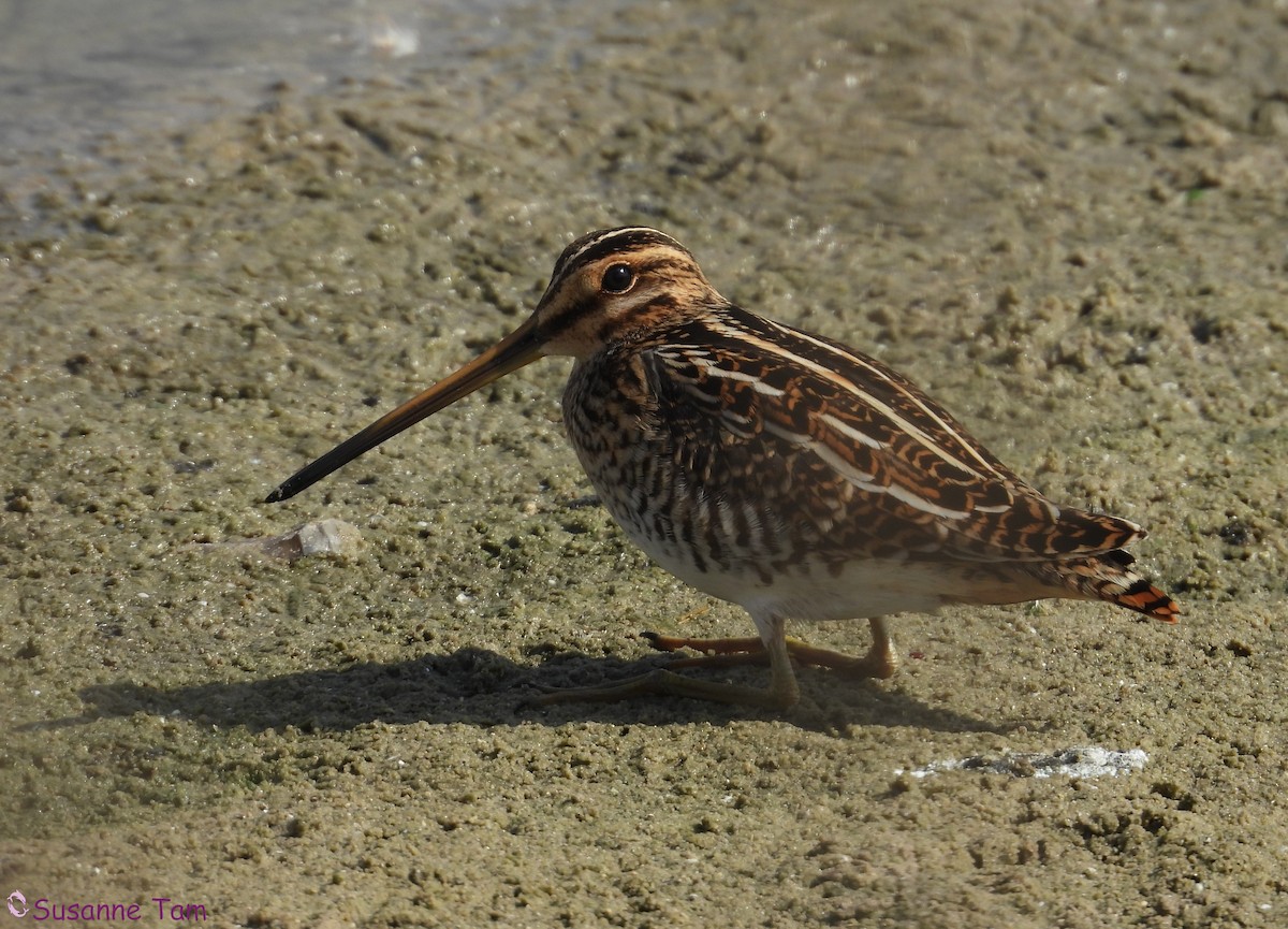 חרטומית ביצות - ML645404600