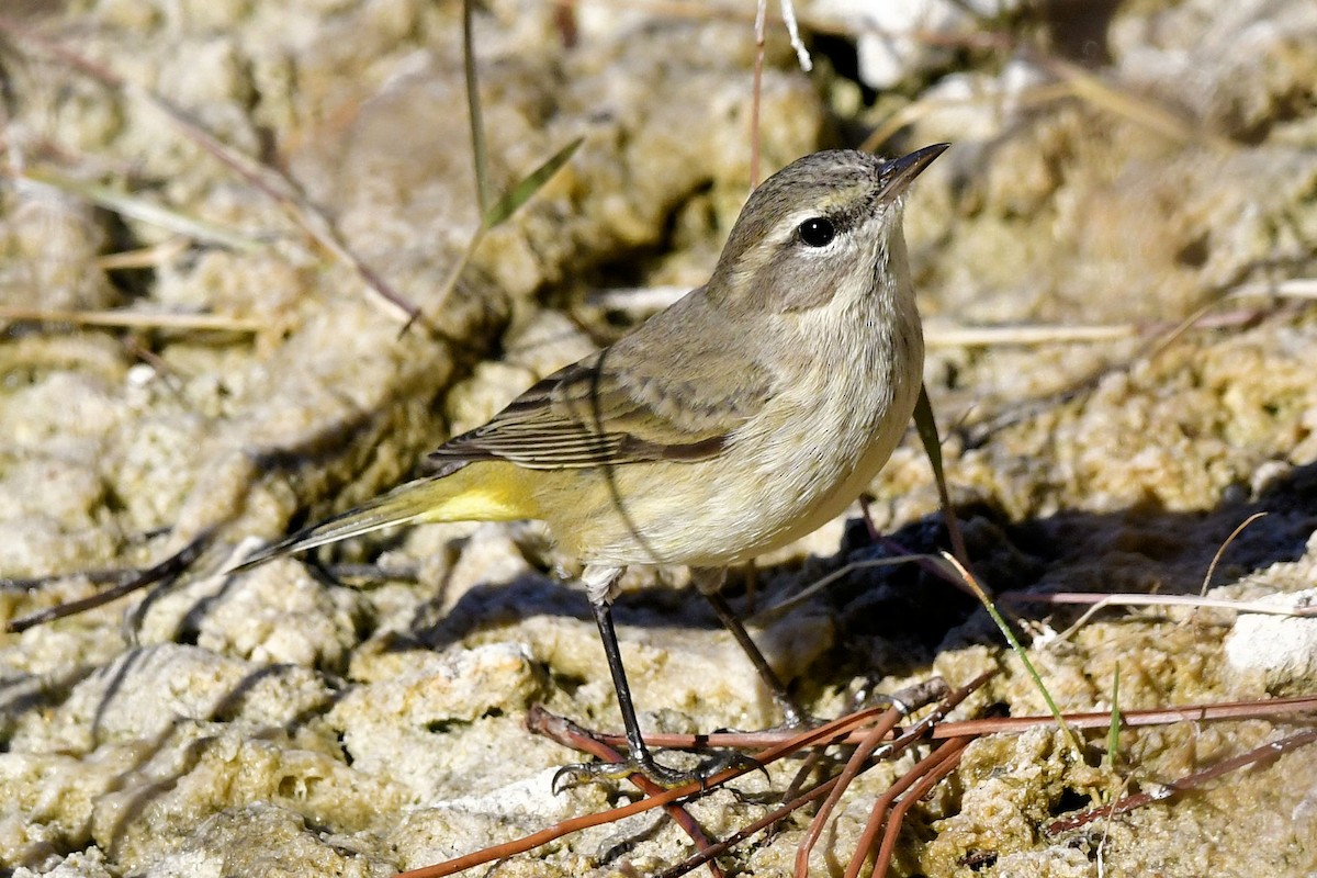 Palm Warbler - ML645404603