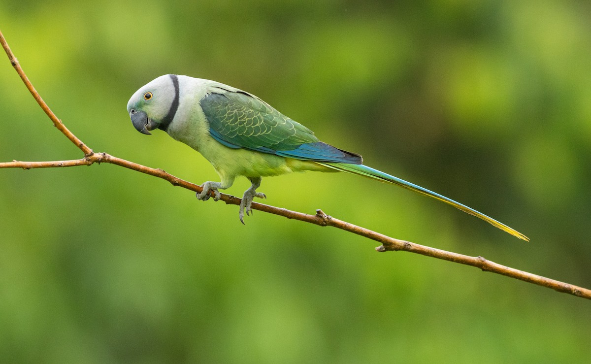Malabar Parakeet - ML645404609