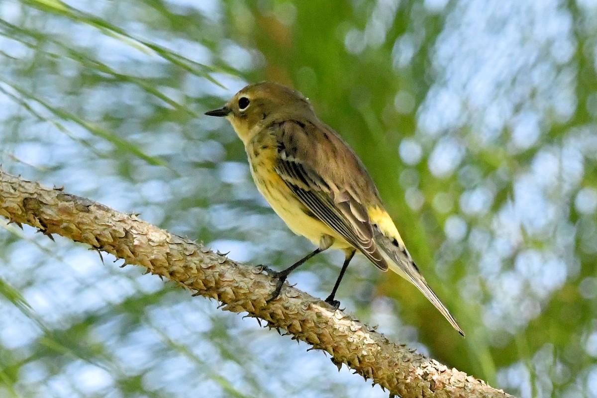 Yellow-rumped Warbler (Myrtle) - ML645404611