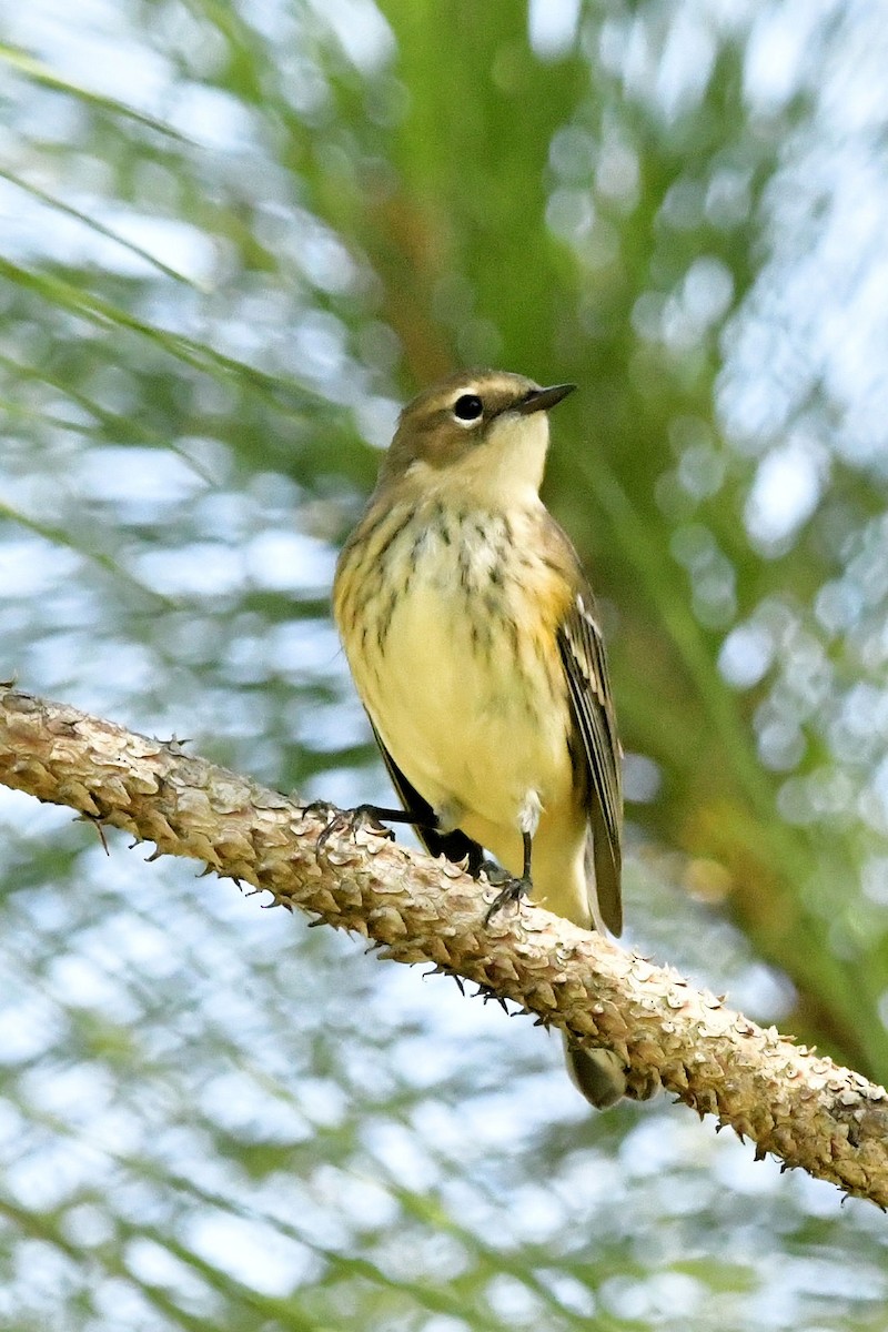 Yellow-rumped Warbler (Myrtle) - ML645404612