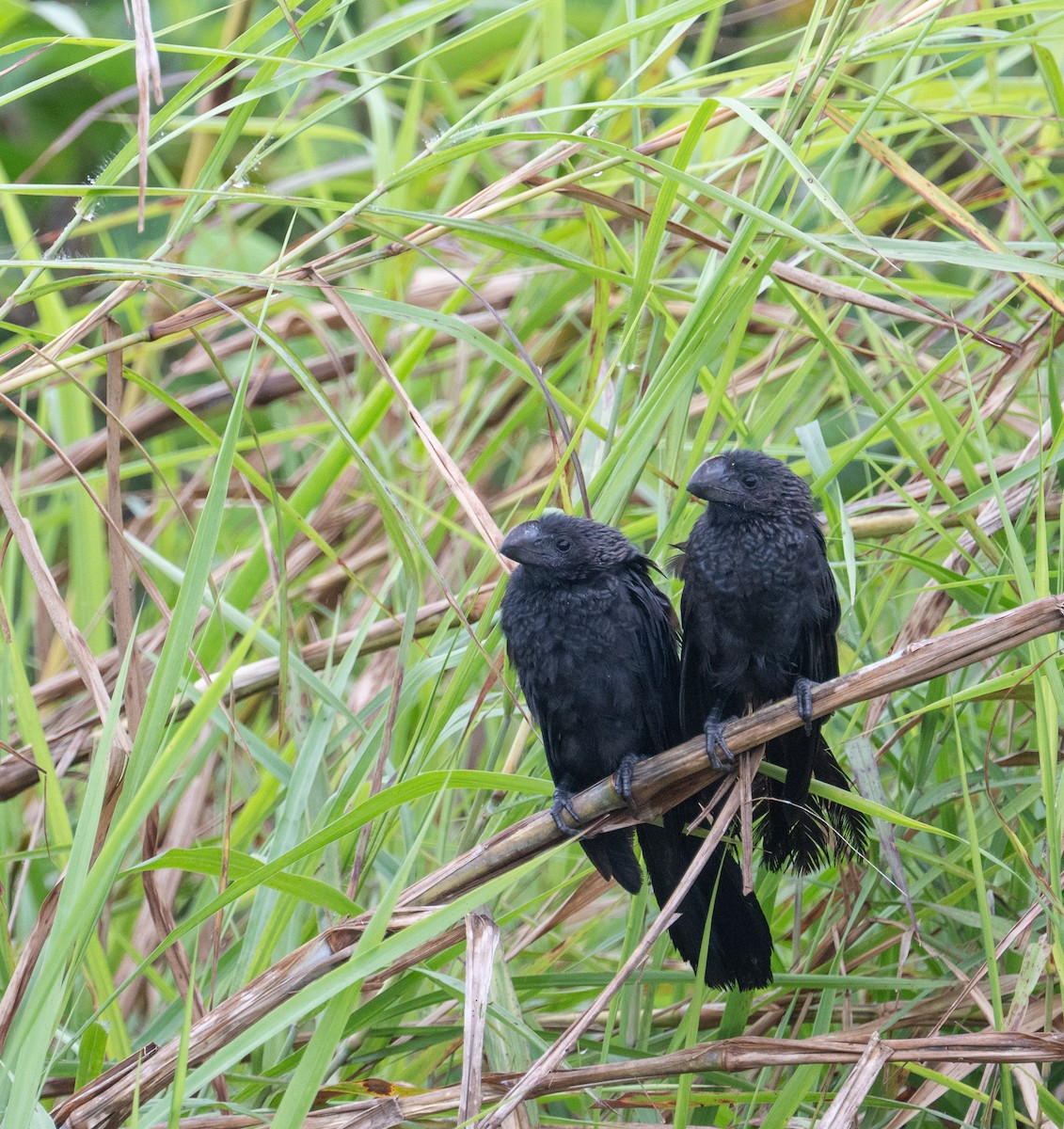 Smooth-billed Ani - ML645404616