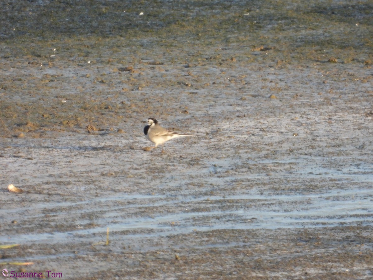 White Wagtail (White-faced) - ML645404618