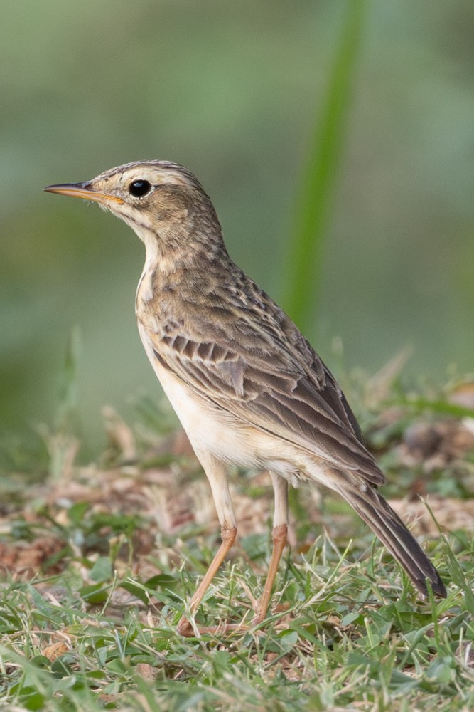 Paddyfield Pipit - ML645404621