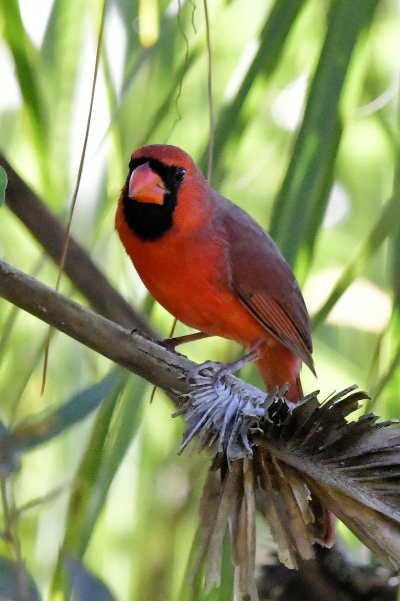 Northern Cardinal - ML645404622