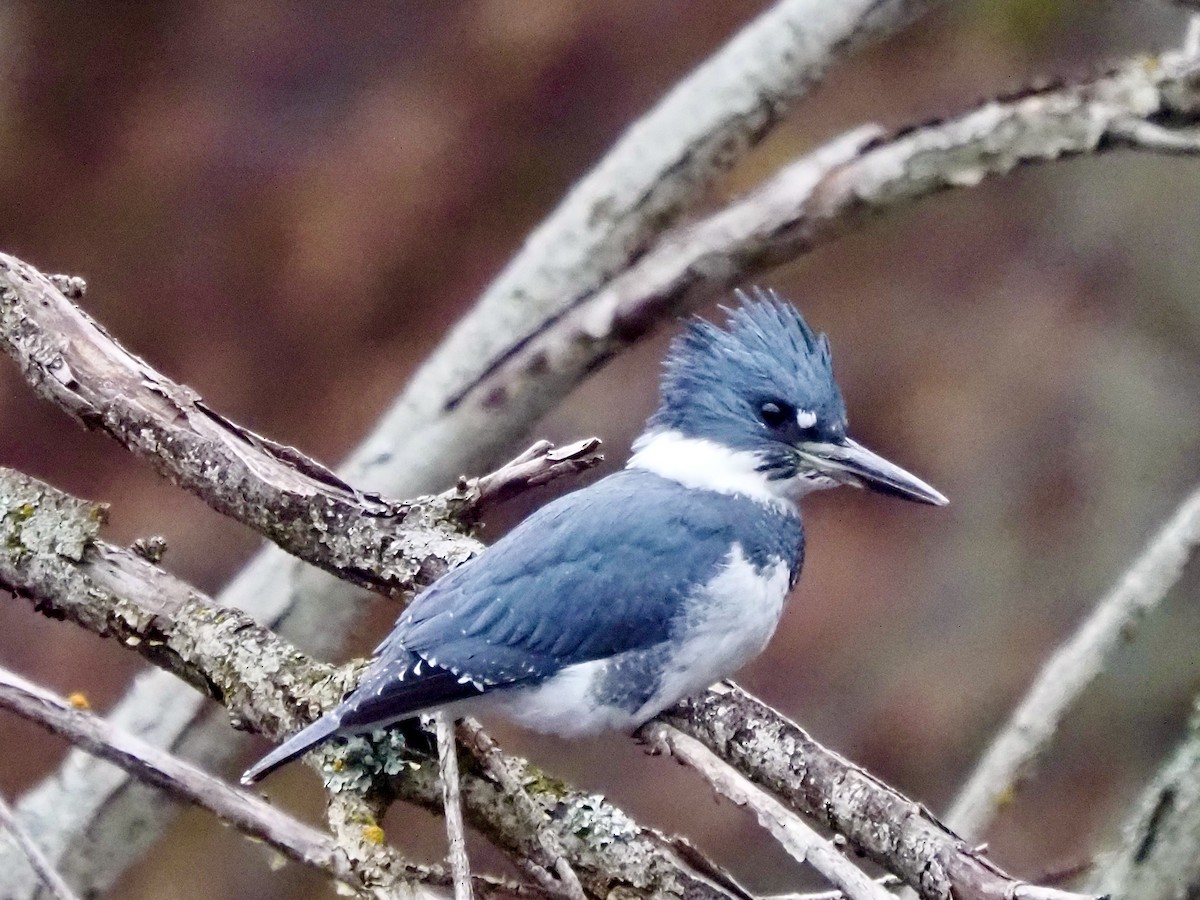 Belted Kingfisher - ML645404627