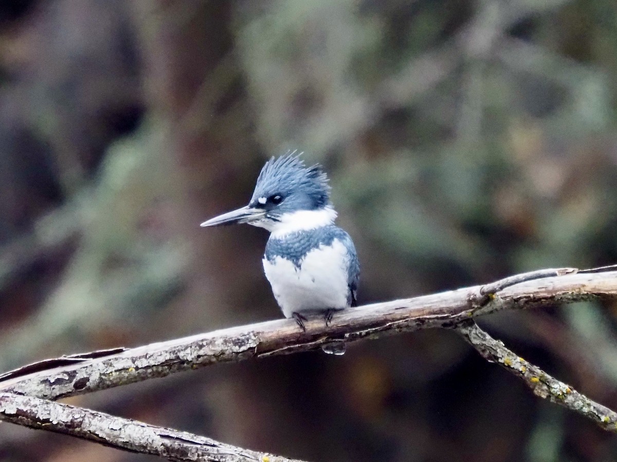 Belted Kingfisher - ML645404628