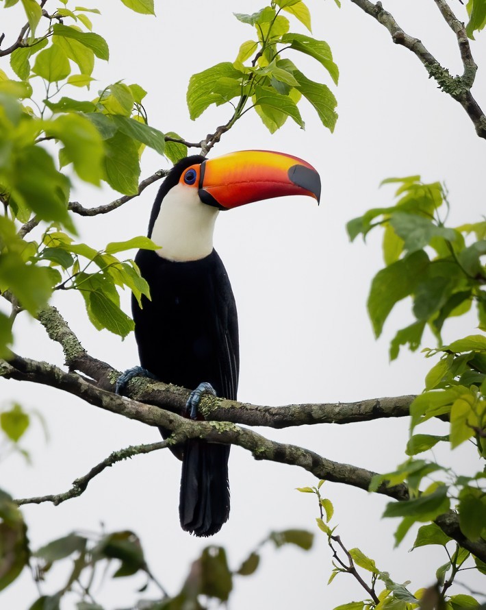 オニオオハシ - ML645404632