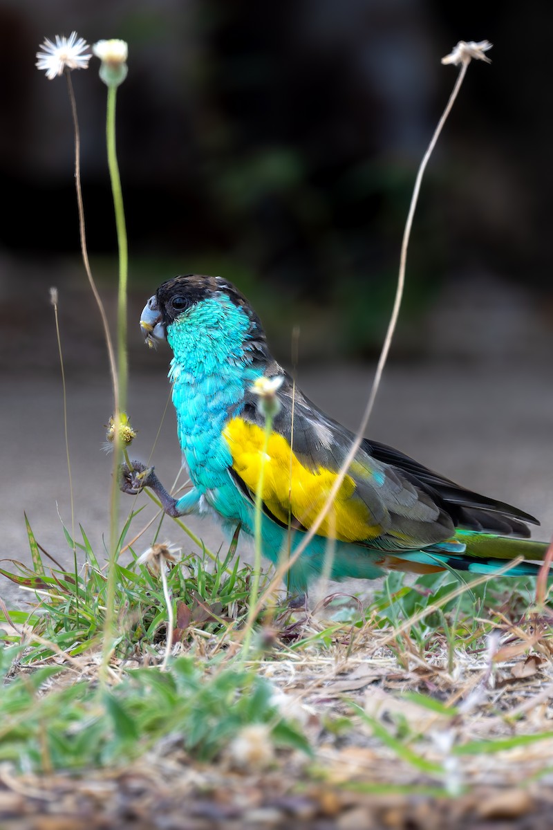 rosela žlutokřídlá - ML645404647