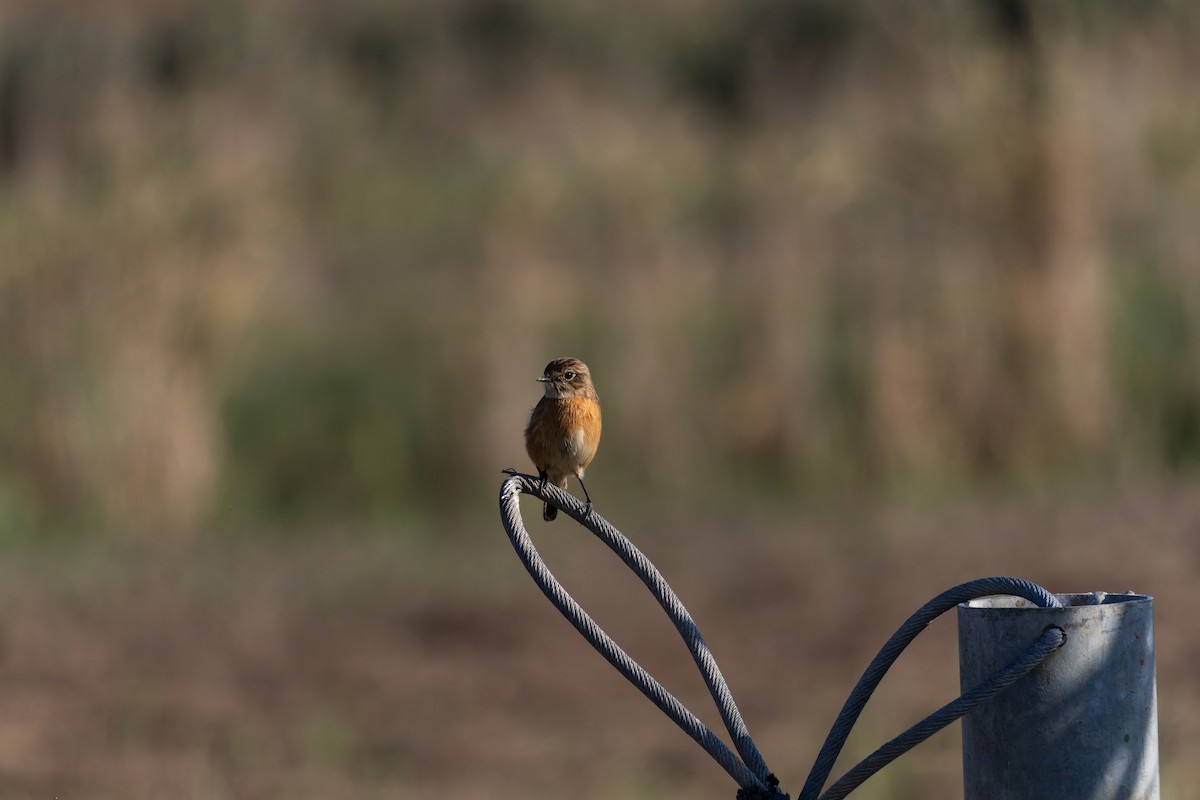European Stonechat - ML645404648