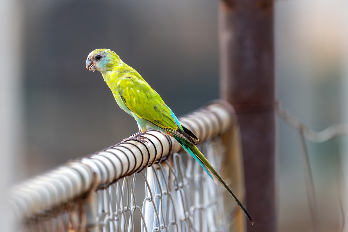 rosela žlutokřídlá - ML645404649