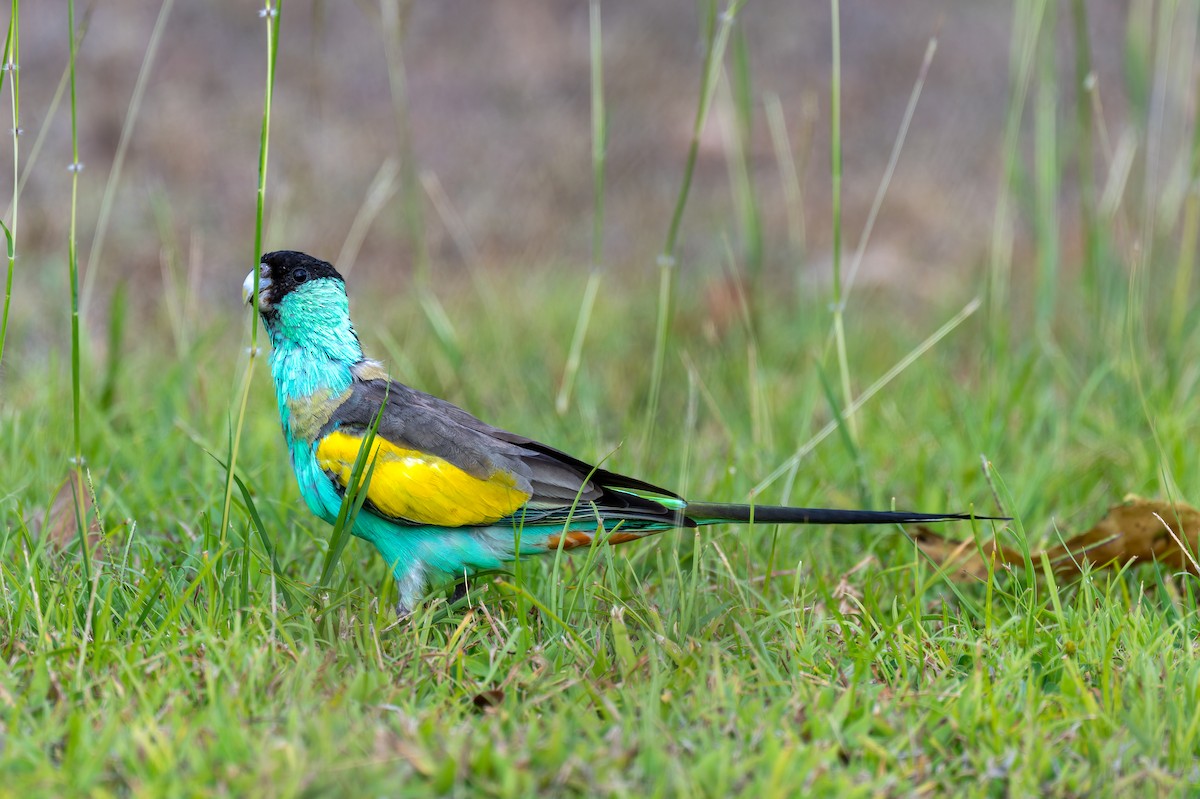 rosela žlutokřídlá - ML645404652