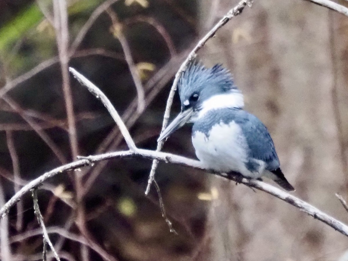 Martin handi iparramerikarra - ML645404655