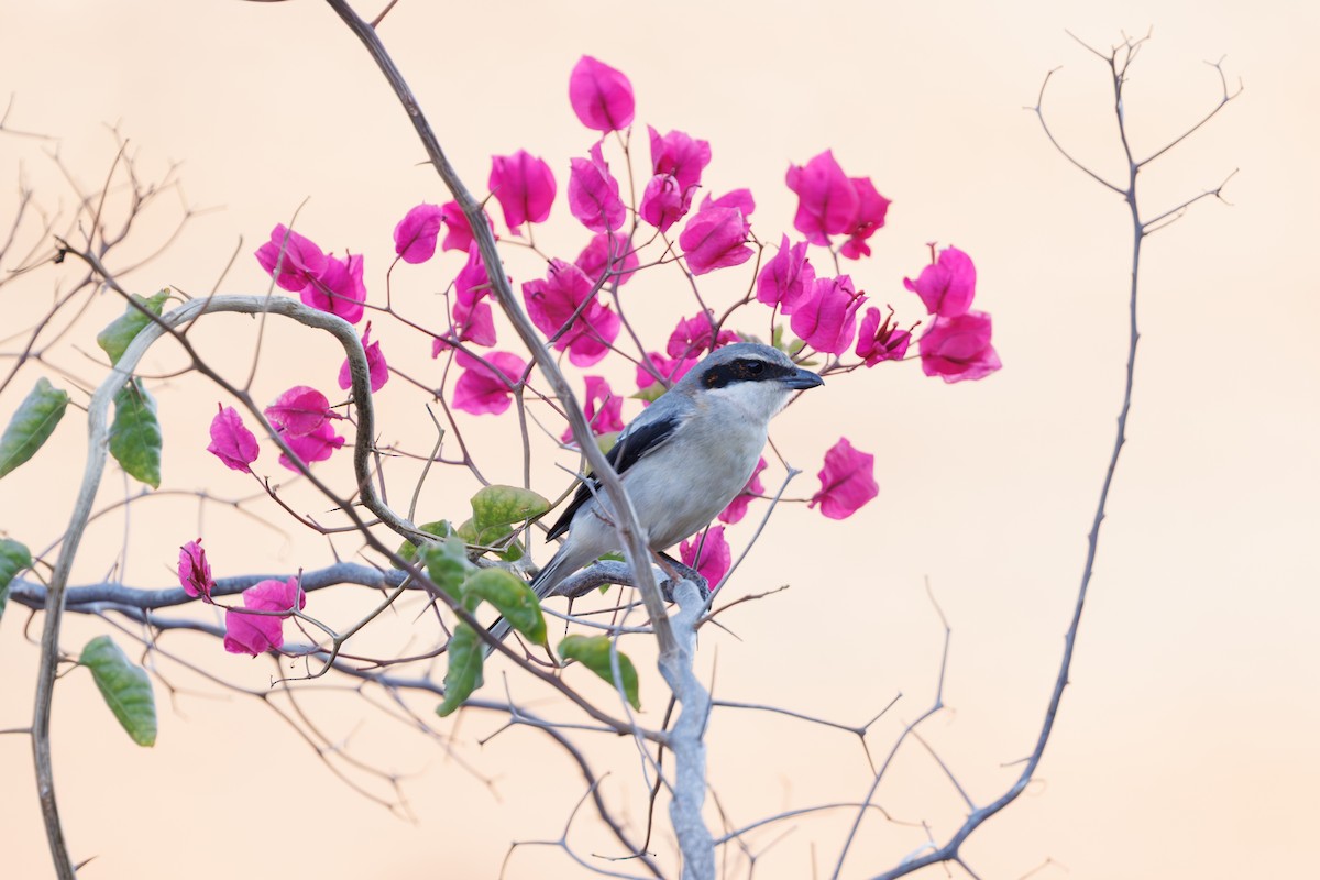 Great Gray Shrike (Sahara) - ML645404661