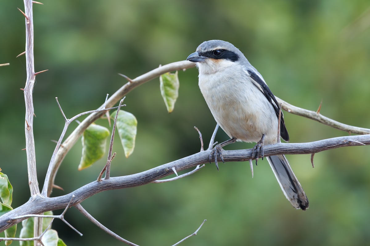 Great Gray Shrike (Sahara) - ML645404662