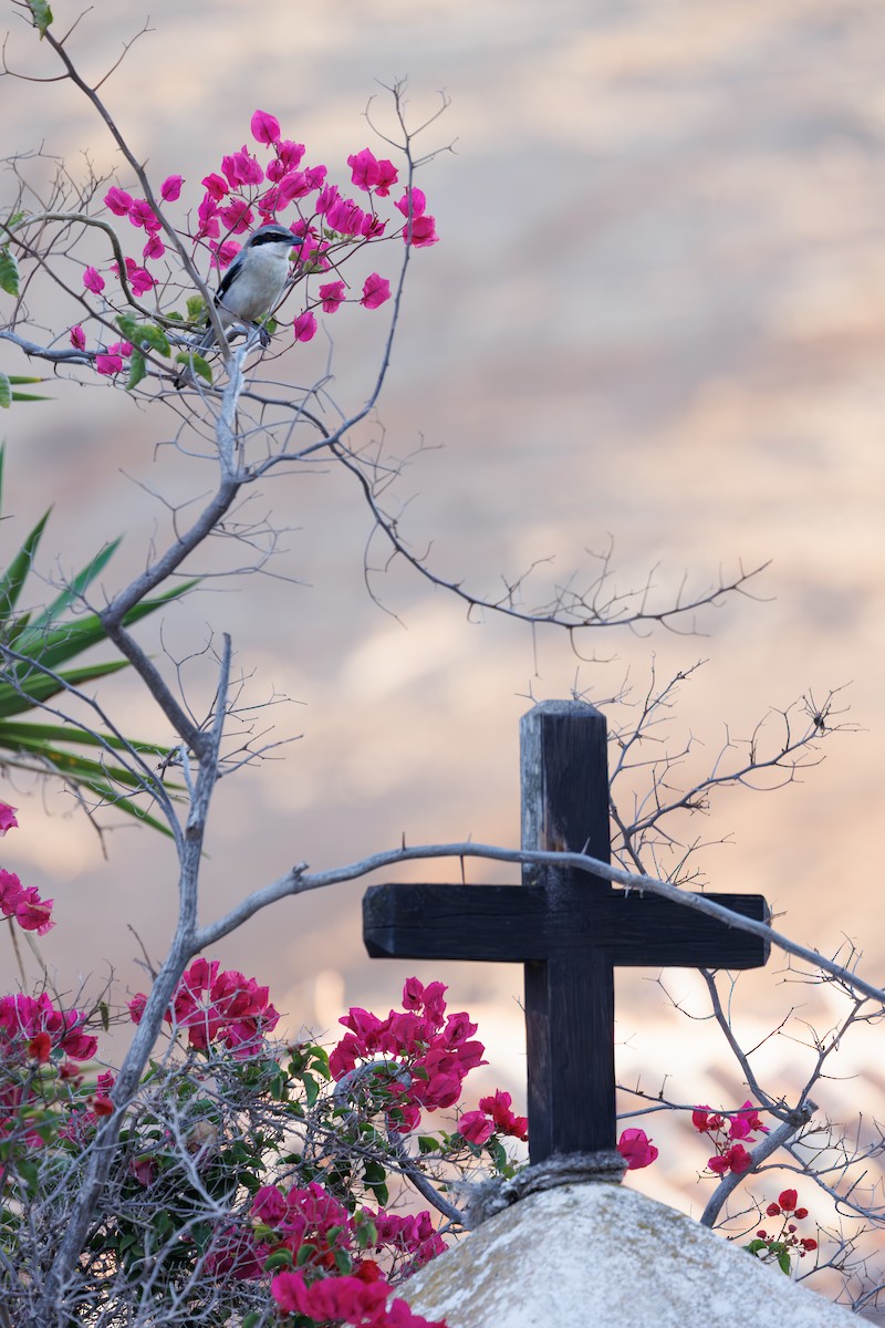 Great Gray Shrike (Sahara) - ML645404663