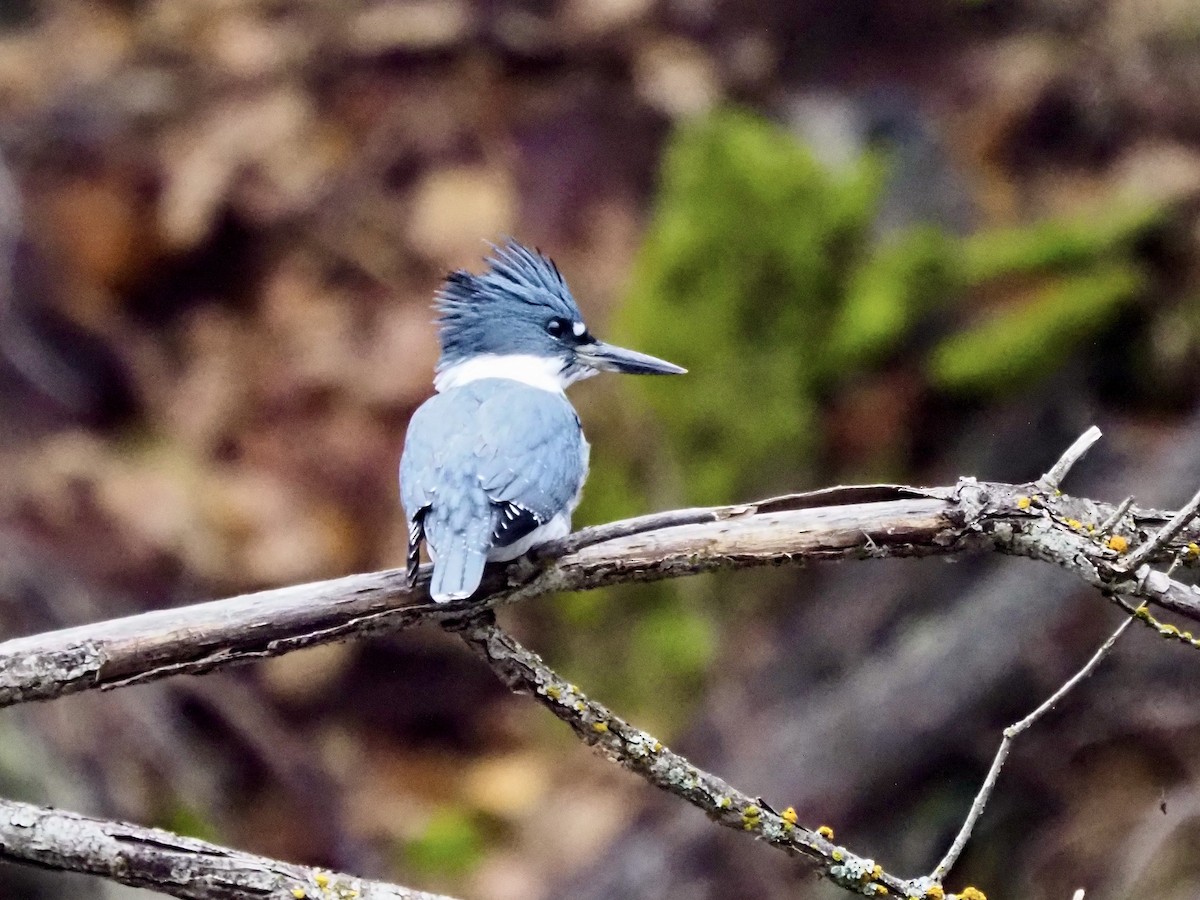 Martin handi iparramerikarra - ML645404697