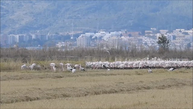 Greater Flamingo - ML645404705