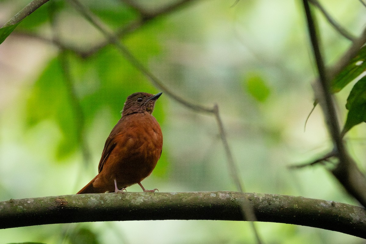 drozdík rezavý - ML645404732