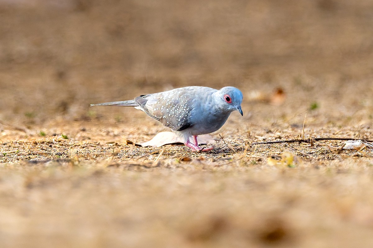 ウスユキバト - ML645404736