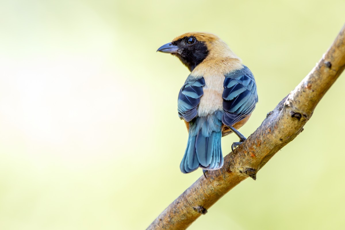 Burnished-buff Tanager - ML645404742