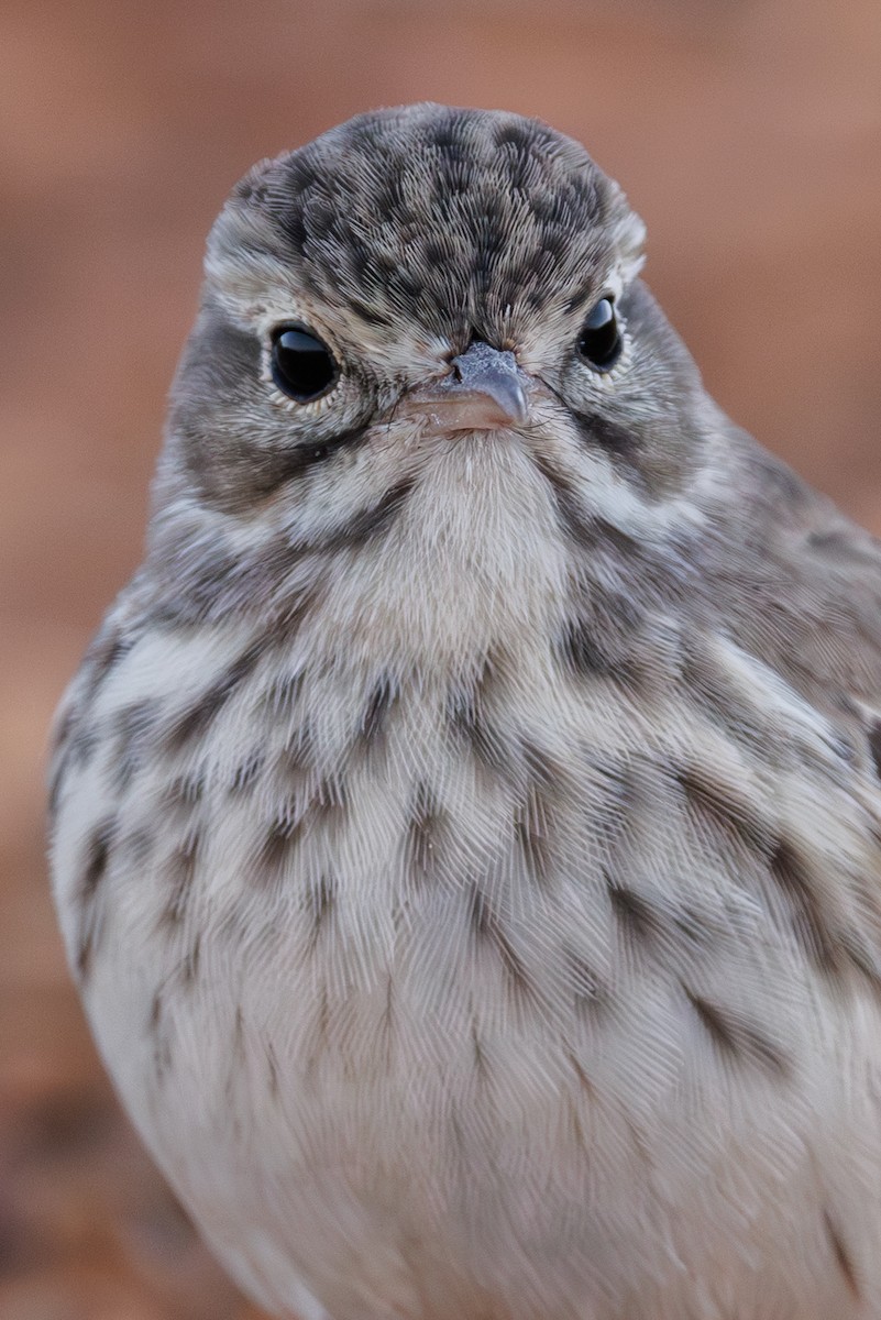 Berthelot's Pipit - ML645404743