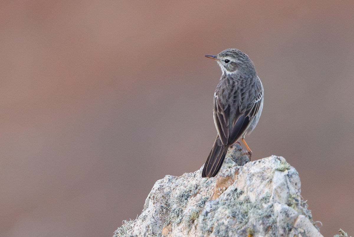 Berthelot's Pipit - ML645404744