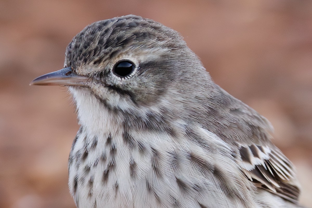 Berthelot's Pipit - ML645404745