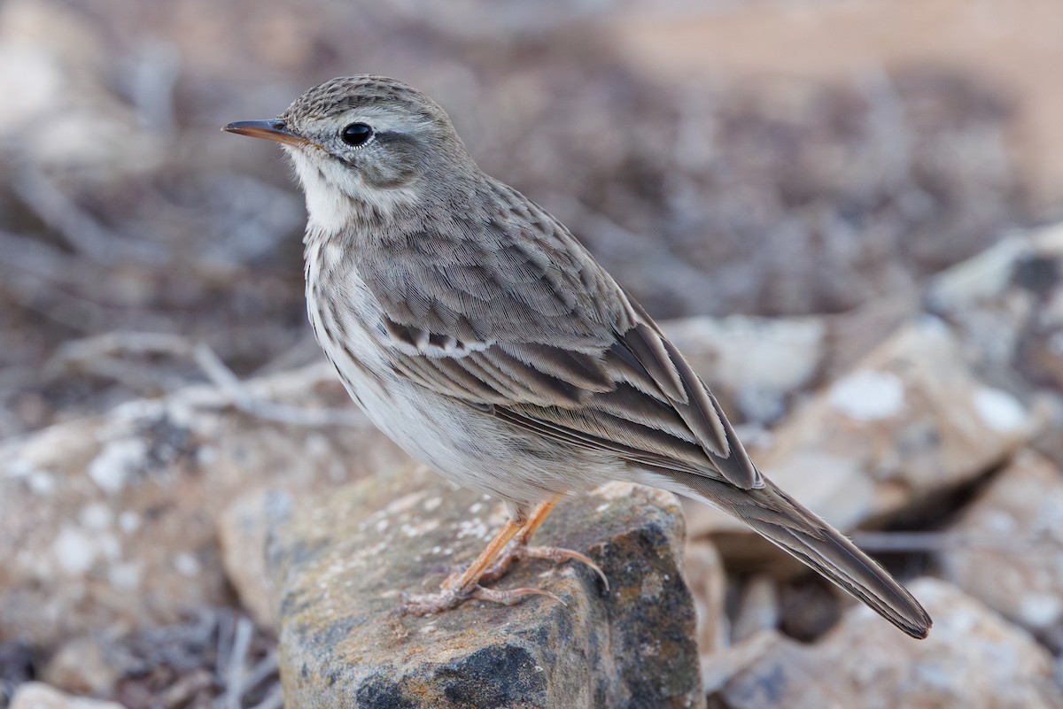 Berthelot's Pipit - ML645404746